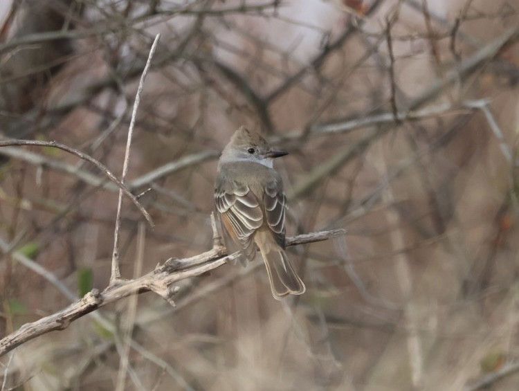 Ash-throated Flycatcher - ML645644414