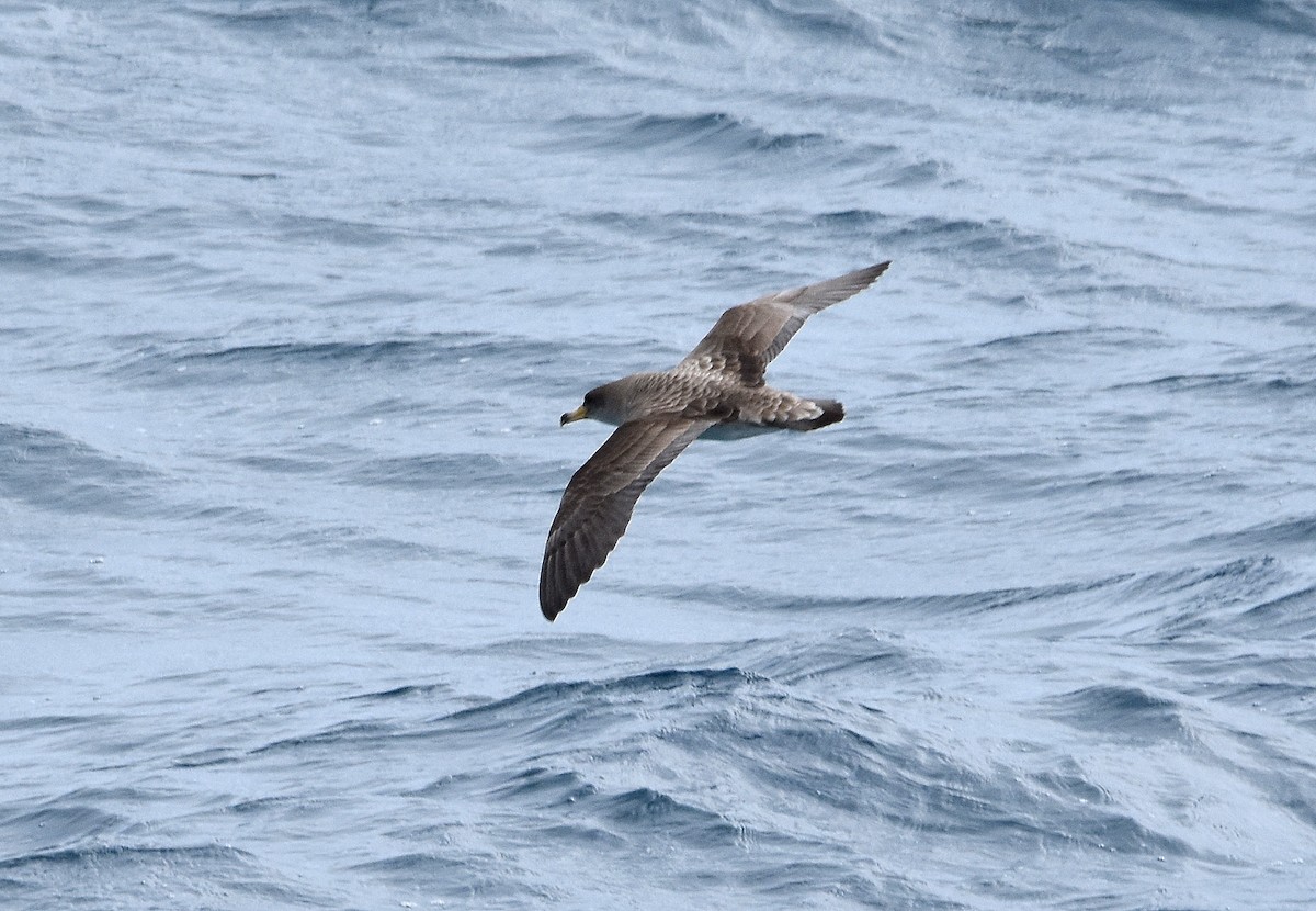 Scopoli's Shearwater - ML645644419