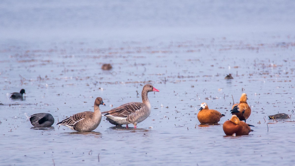 אווז אפור - ML645644420