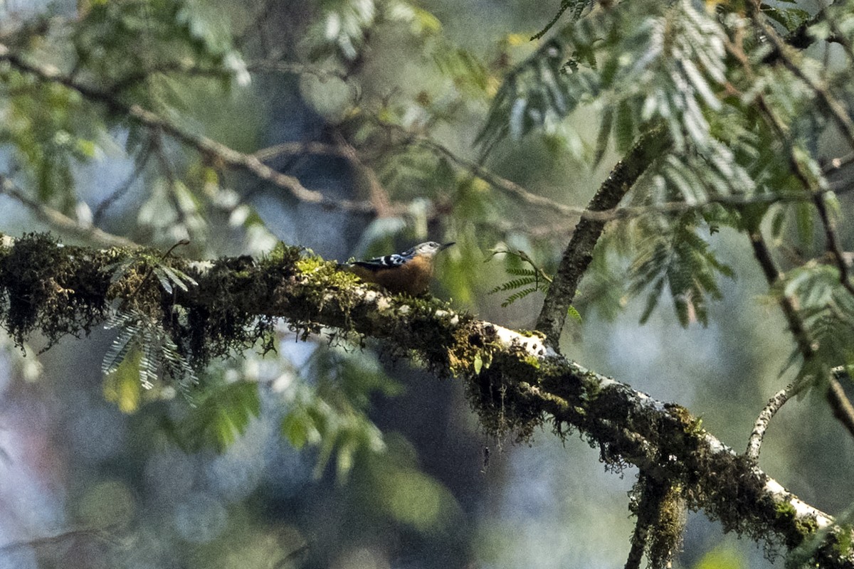 Beautiful Nuthatch - ML645644421