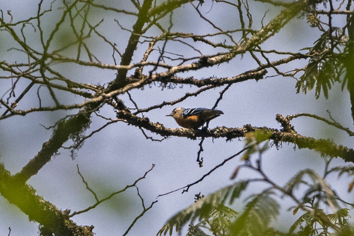 Beautiful Nuthatch - ML645644422