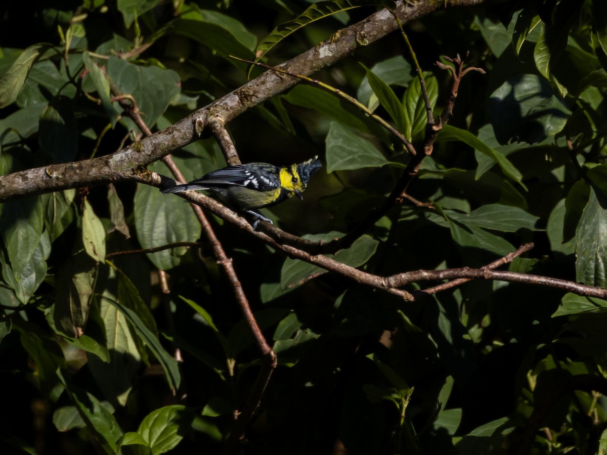 Çin Altın Yüzlü Baştankarası - ML645644423