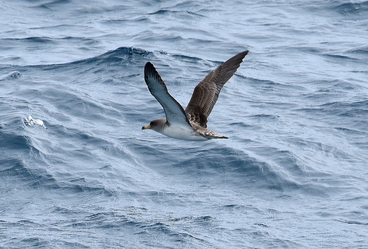 Scopoli's Shearwater - ML645644427