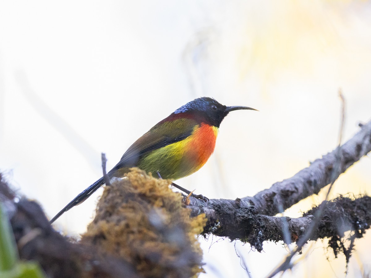 Yeşil Kuyruklu Nektarkuşu - ML645644429