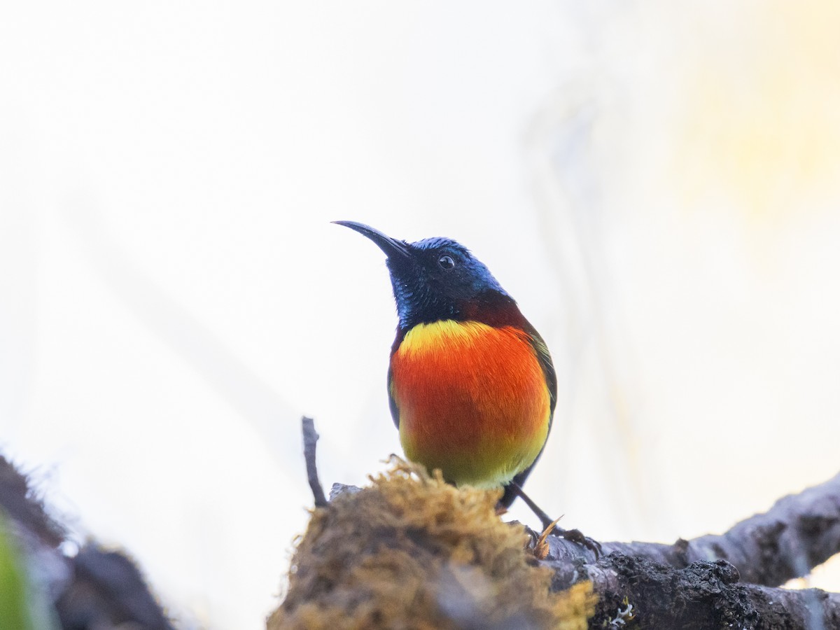 Yeşil Kuyruklu Nektarkuşu - ML645644430