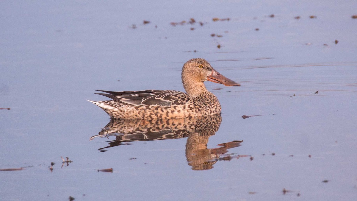 מרית צפונית - ML645644432