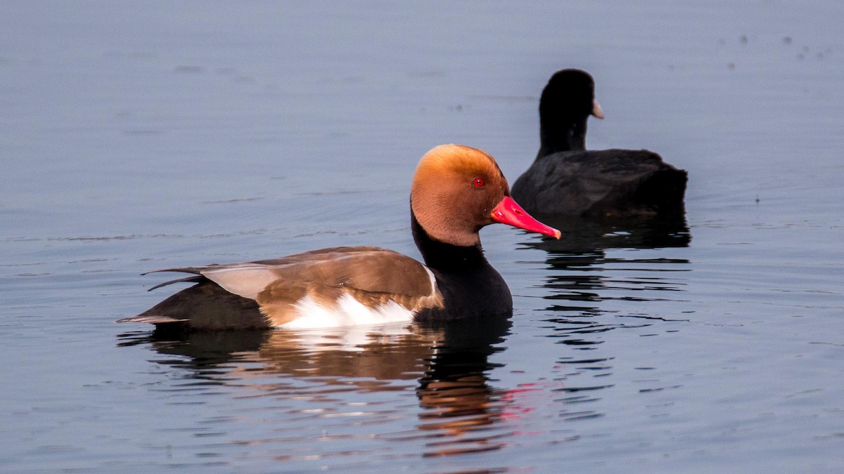 נטה אדומת-ראש - ML645644440