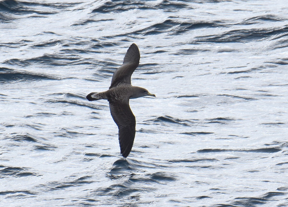 Scopoli's Shearwater - ML645644444