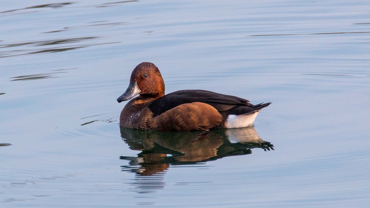 צולל ביצות - ML645644447