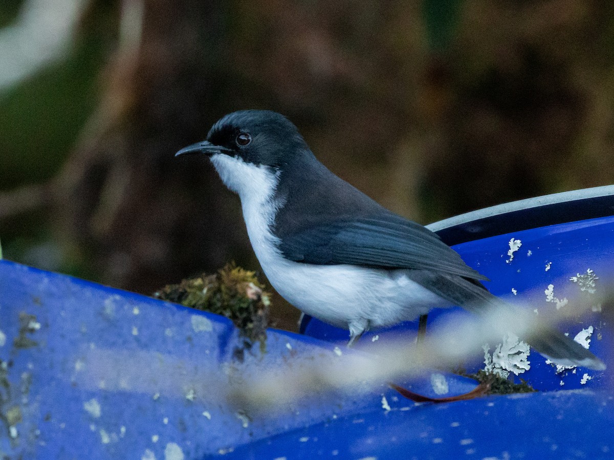 Kara Sırtlı Sibya - ML645644450