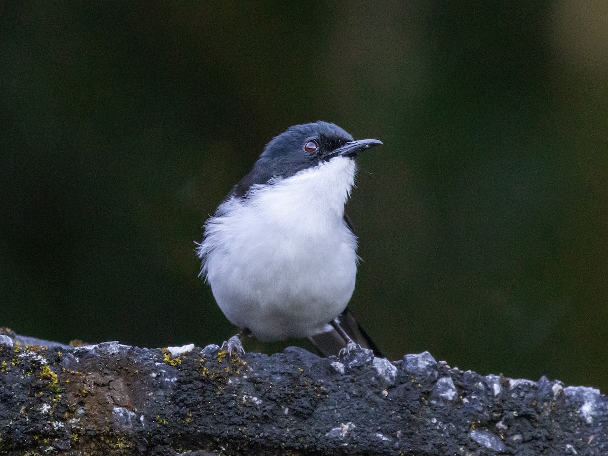 Kara Sırtlı Sibya - ML645644451