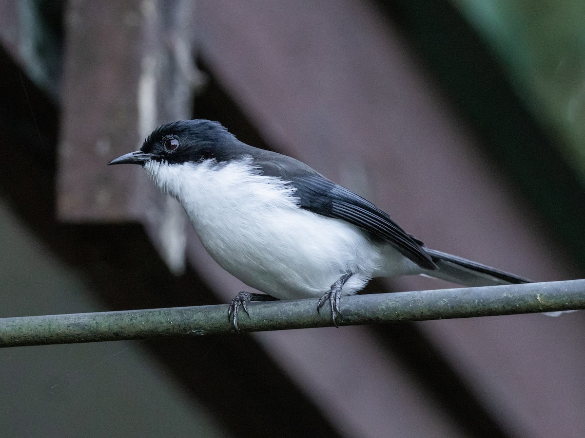 Kara Sırtlı Sibya - ML645644452