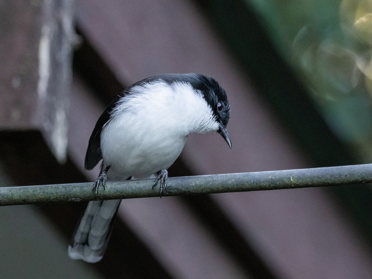 Kara Sırtlı Sibya - ML645644453