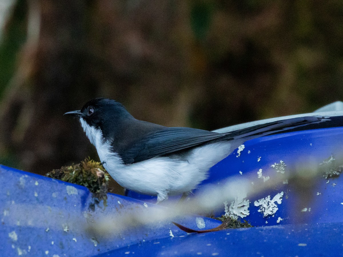 Kara Sırtlı Sibya - ML645644455