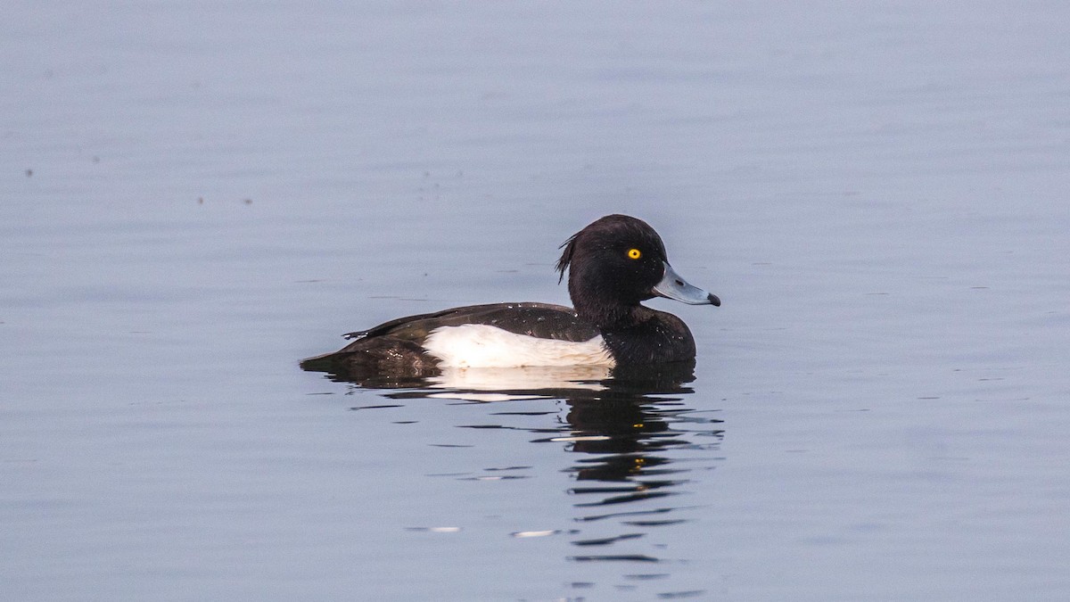 צולל מצויץ - ML645644457