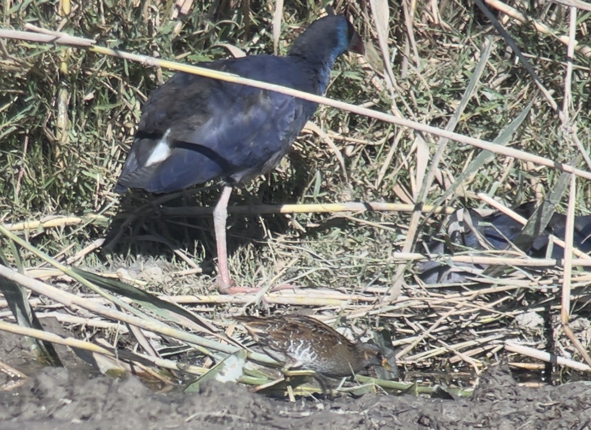 Spotted Crake - ML645644462