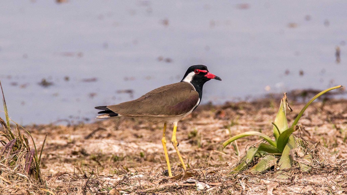 קיווית אדומת-משקפיים - ML645644463