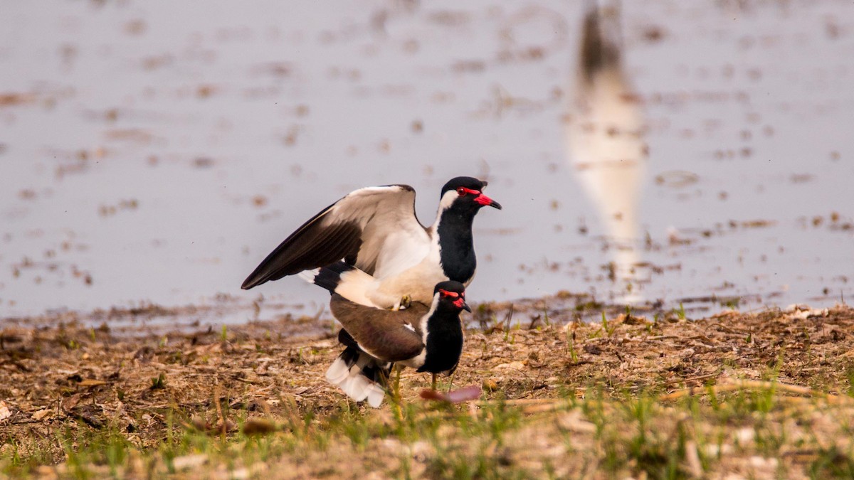 קיווית אדומת-משקפיים - ML645644464