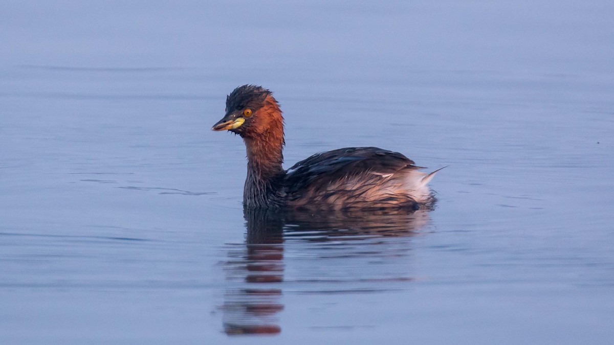 טבלן גמדי - ML645644465