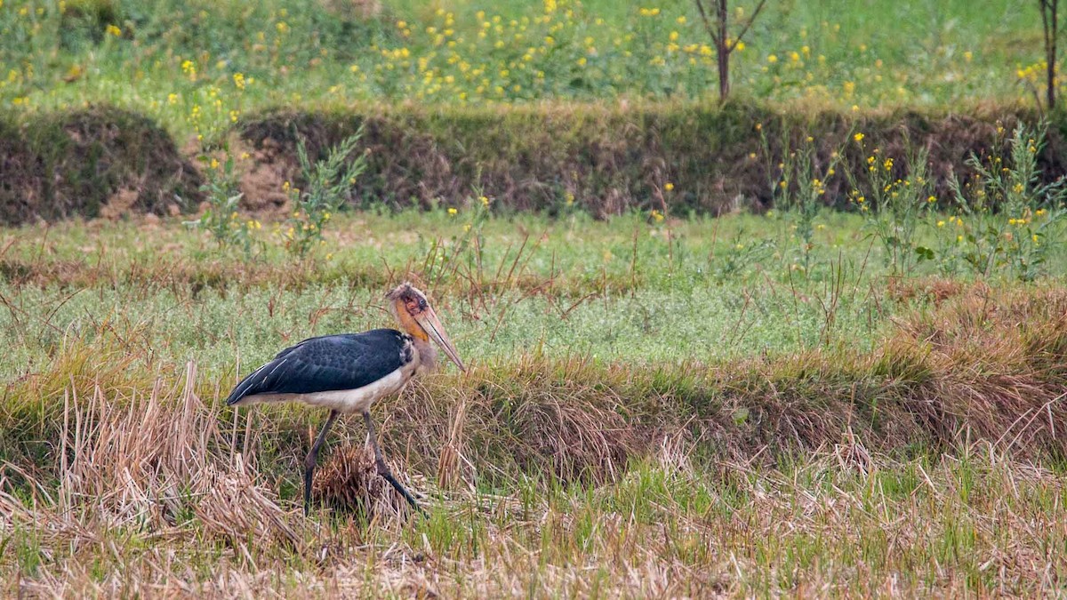 Lesser Adjutant - ML645644466