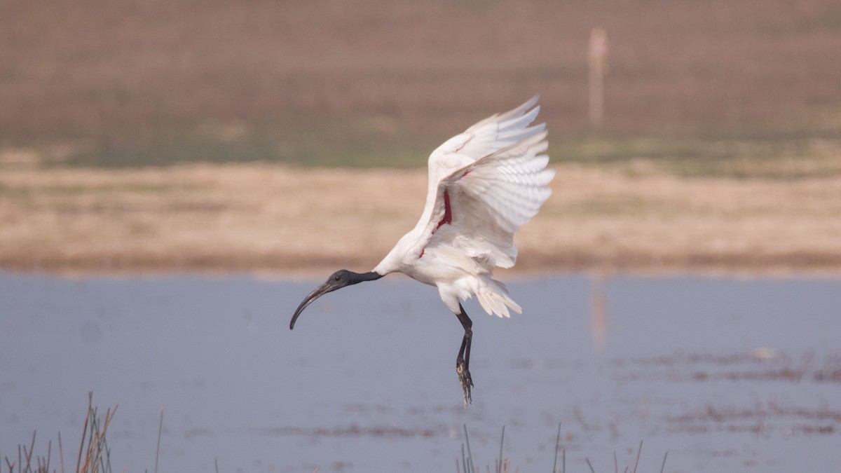 Black-headed Ibis - ML645644473