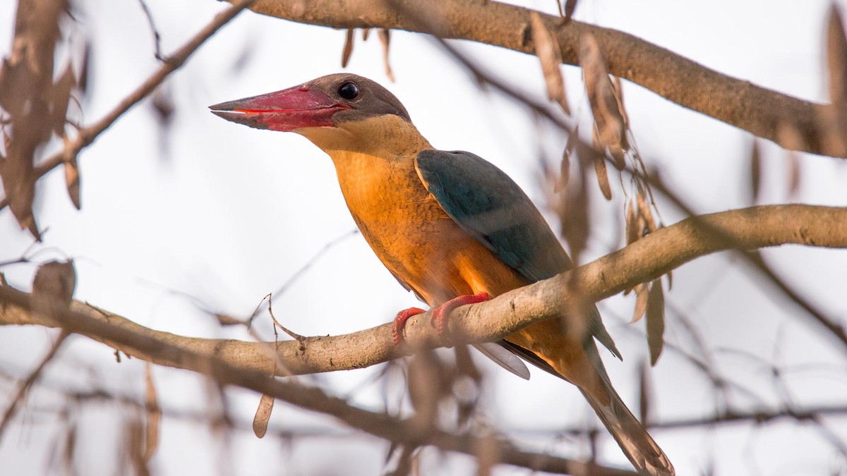 Stork-billed Kingfisher - ML645644476