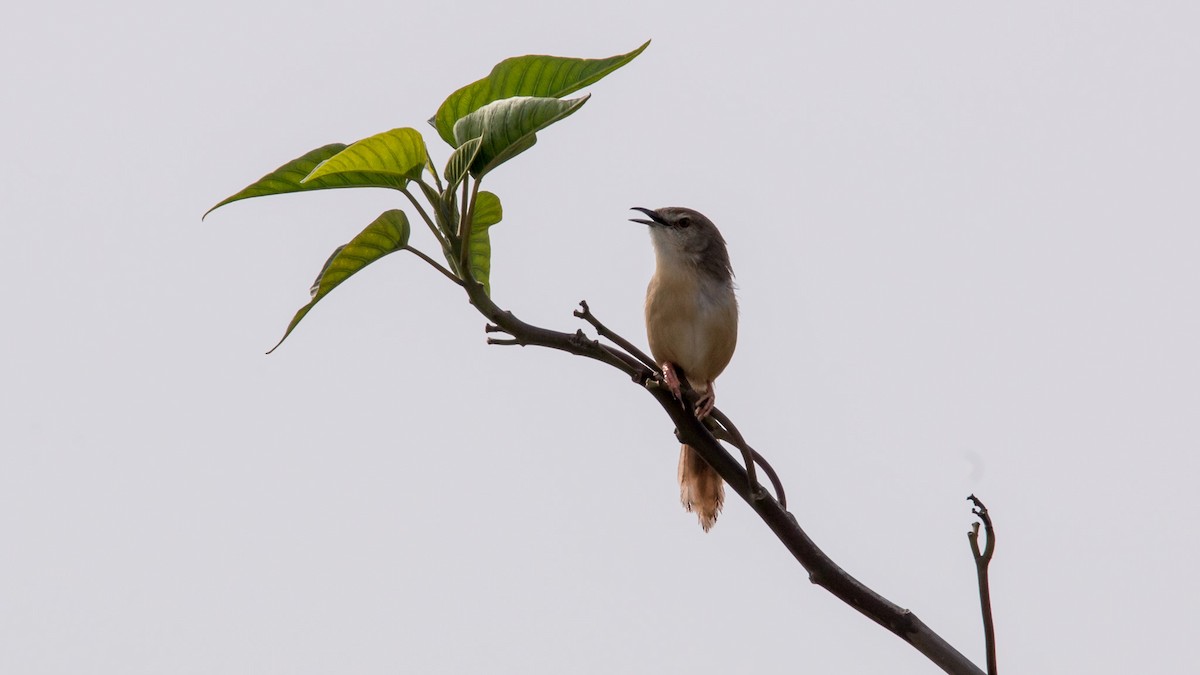 Ashy Prinia - ML645644478