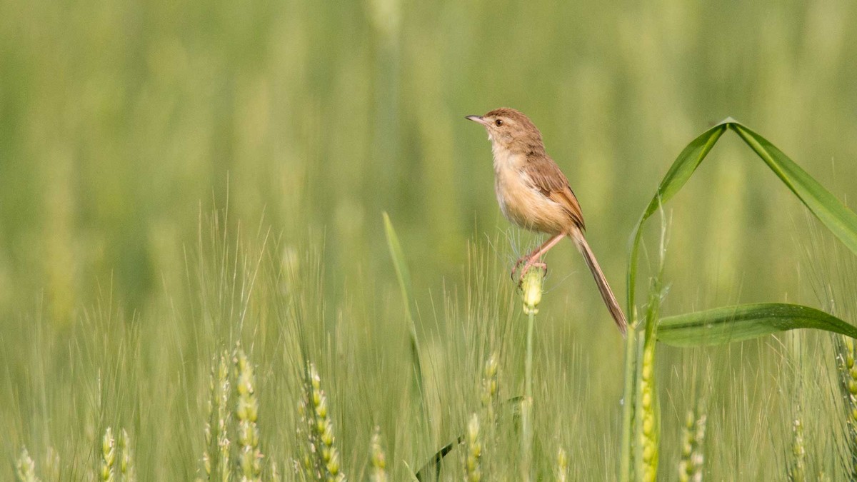 Plain Prinia - ML645644480