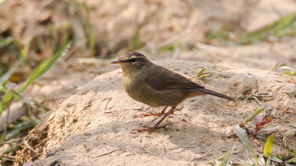 עלווית כהה - ML645644482