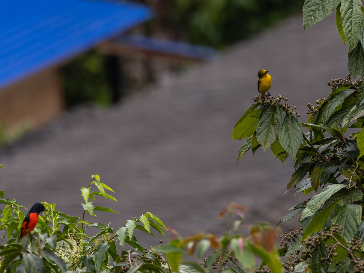 Scharlachmennigvogel - ML645644483