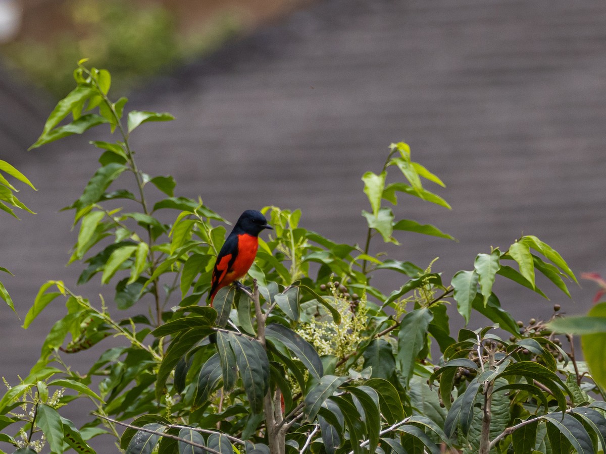 Scharlachmennigvogel - ML645644485