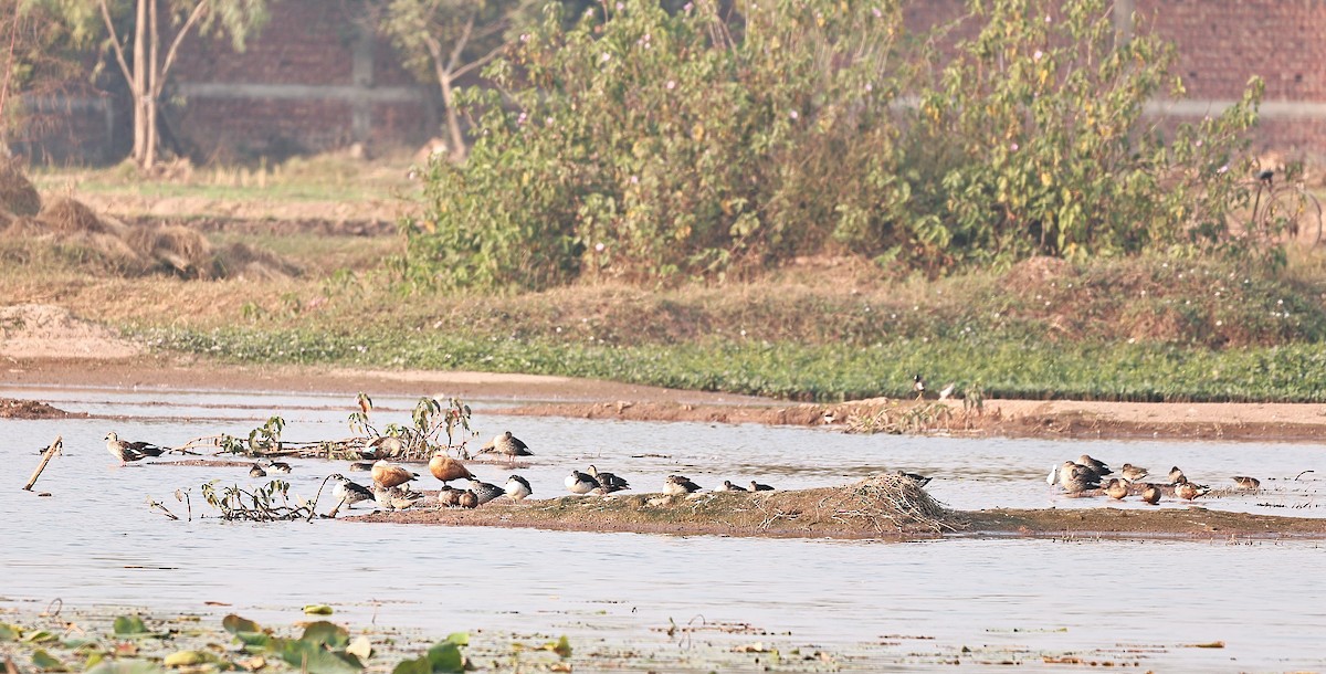 Rostgans - ML645644487