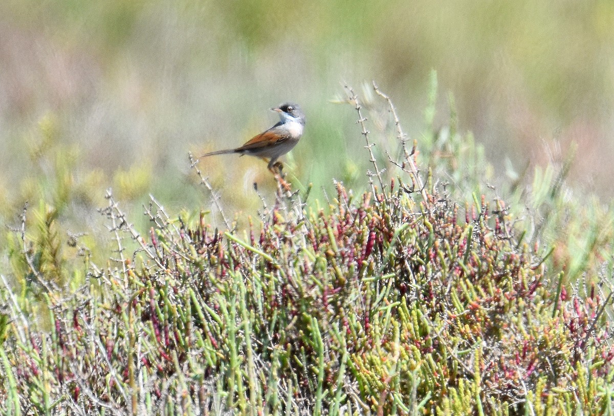 Brillengrasmücke - ML645644490