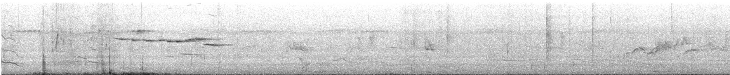 Graufächerschwanz (preissi) - ML645644491