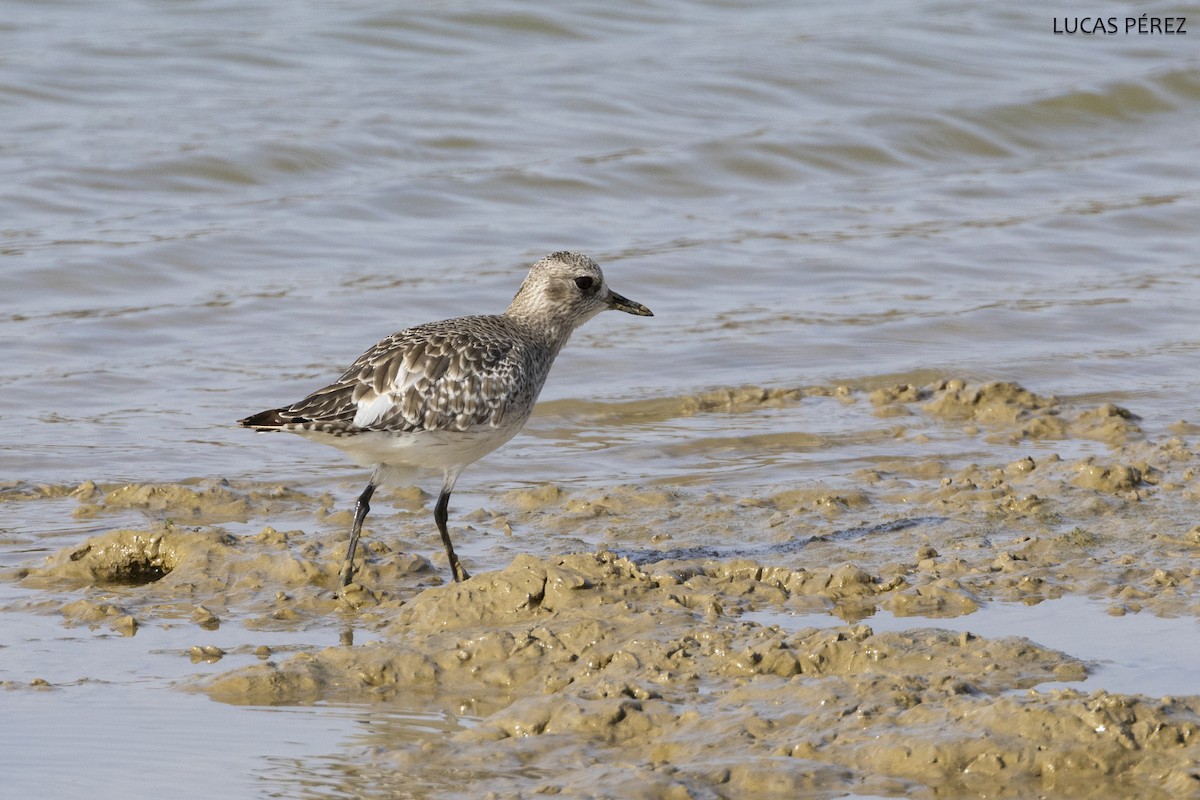 Kiebitzregenpfeifer - ML645644492