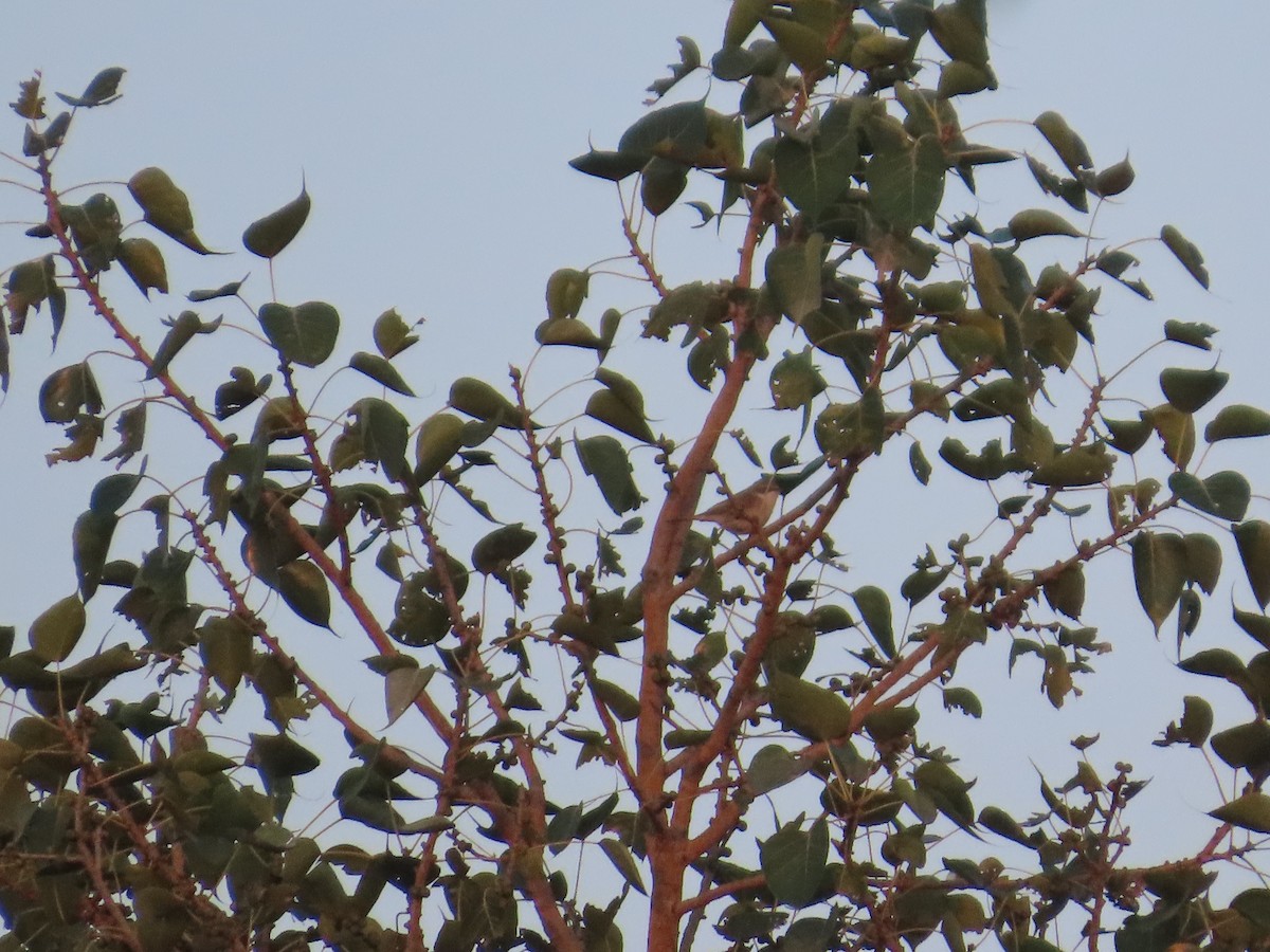 Klappergrasmücke - ML645644493