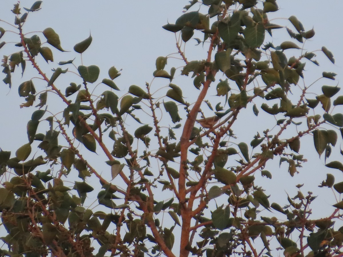 Klappergrasmücke - ML645644494