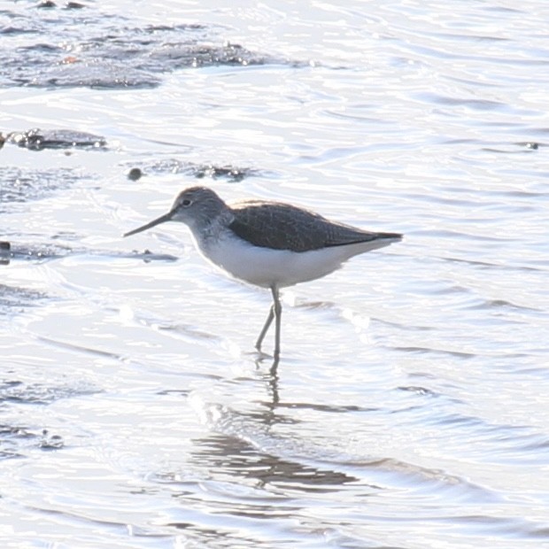 Common Greenshank - ML645644495