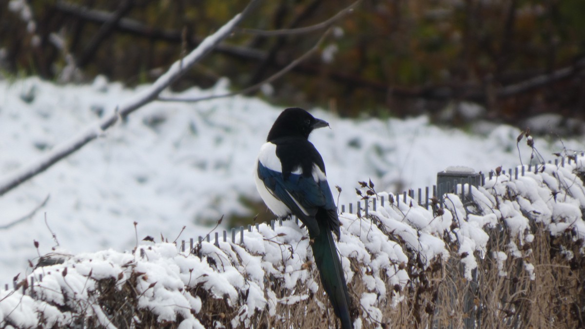 Elster - ML645644496