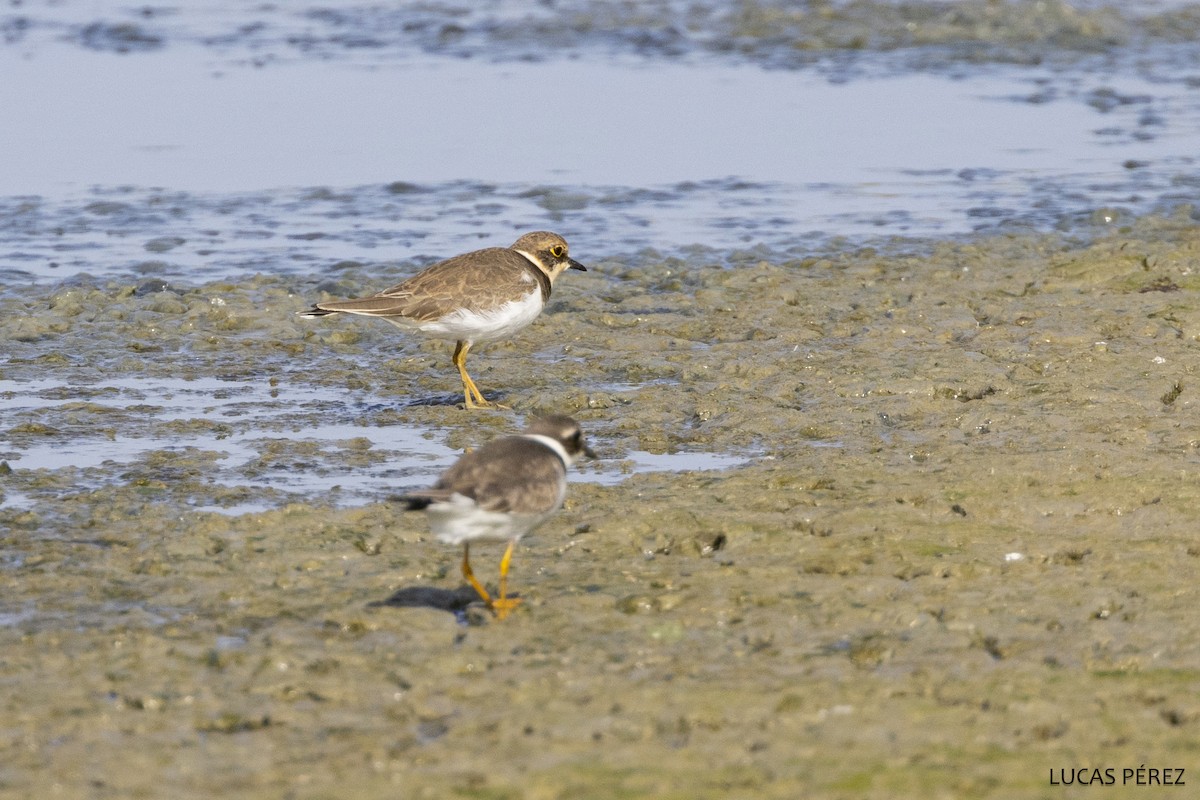 Flussregenpfeifer - ML645644497