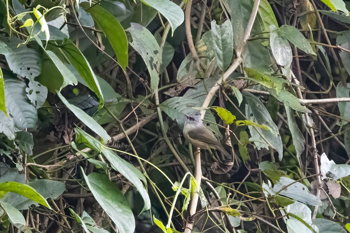 Meisenyuhina - ML645644499