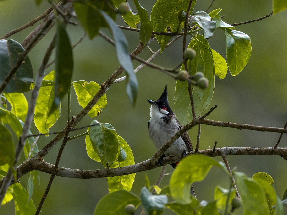 Rotohrbülbül - ML645644500