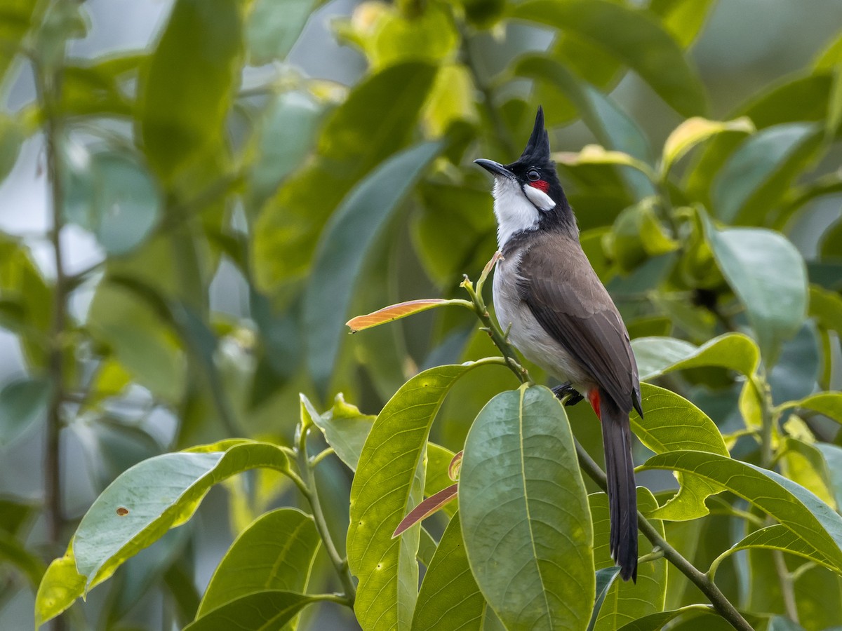 Rotohrbülbül - ML645644501