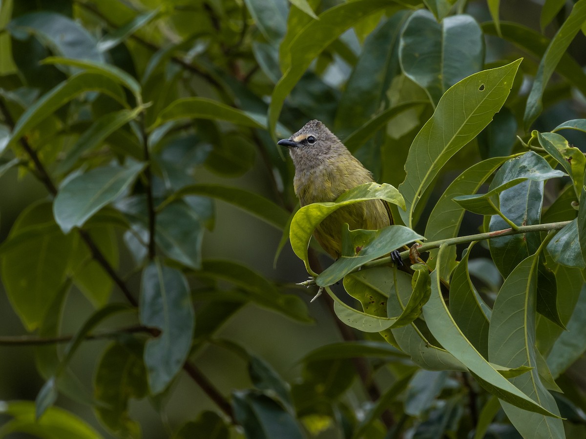 Grauohrbülbül - ML645644504