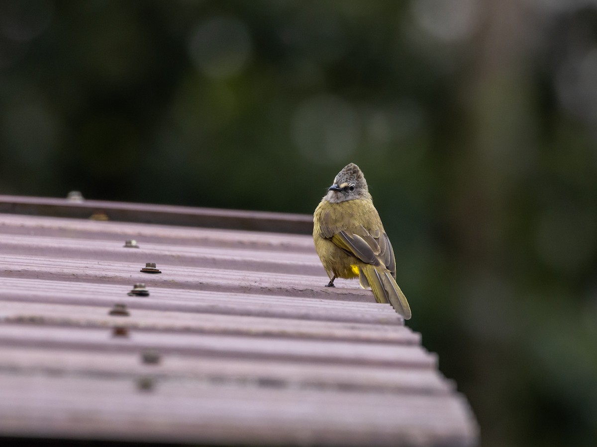 Светлобровый бюльбюль - ML645644505