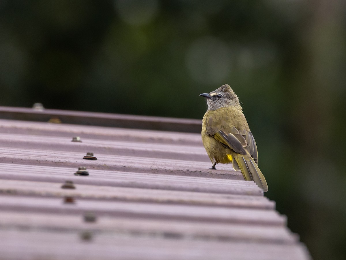 Grauohrbülbül - ML645644506