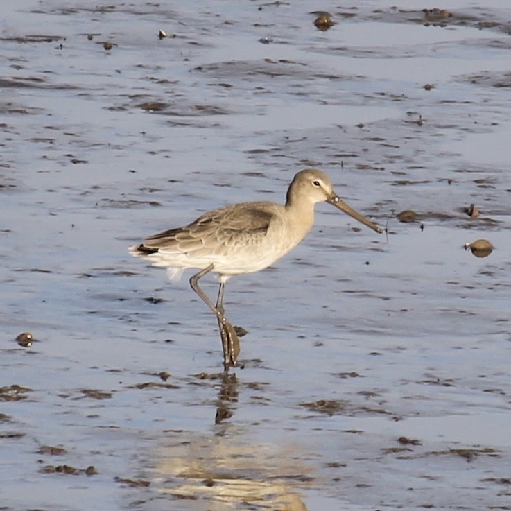 Uferschnepfe - ML645644507