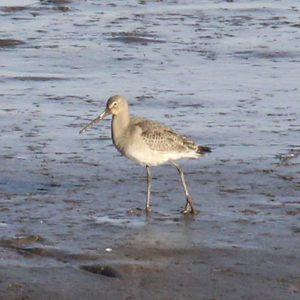 Uferschnepfe - ML645644508