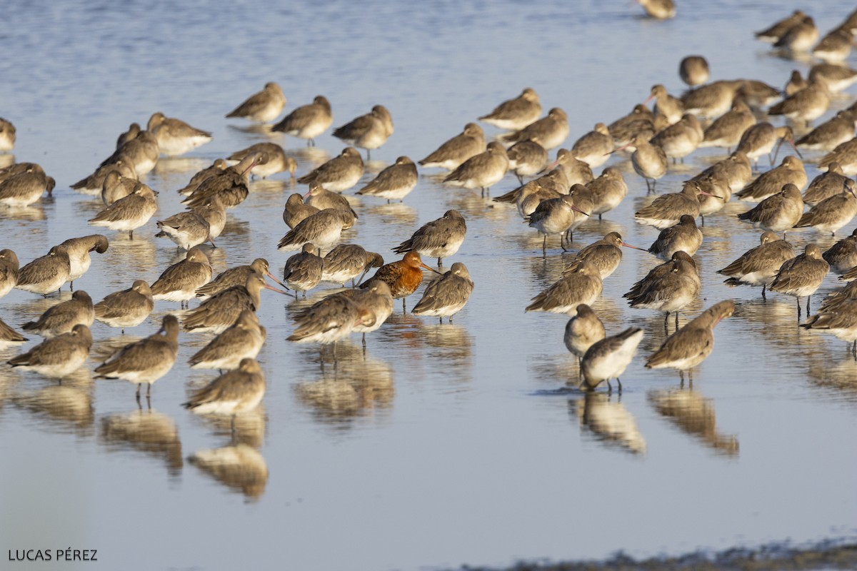Black-tailed Godwit - ML645644509