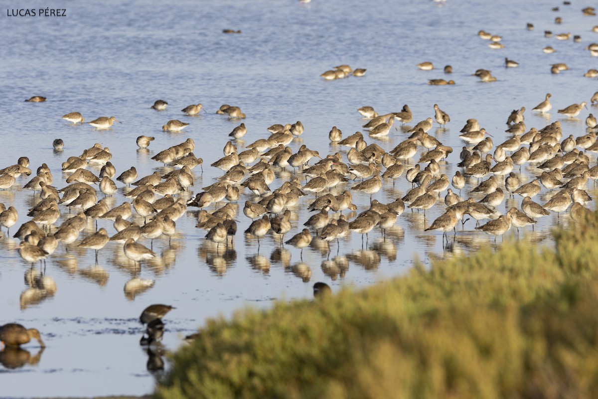 Black-tailed Godwit - ML645644510